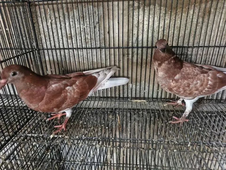 Pigeon For Sale in Gulistan-e-Jauhar | Karachi Ads - photo 2
