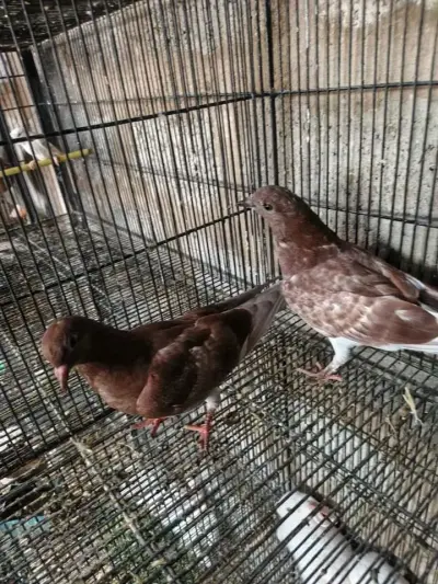 Pigeon For Sale in Gulistan-e-Jauhar | Karachi Ads - photo 3