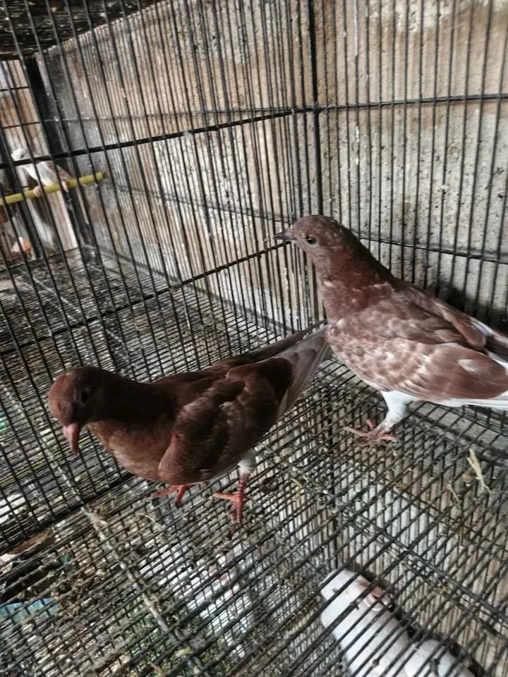Pigeon For Sale in Gulistan-e-Jauhar | Karachi Ads - photo 3