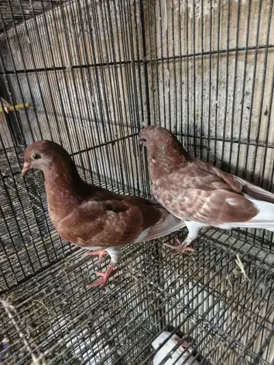 Pigeon For Sale in Gulistan-e-Jauhar | Karachi Ads - photo 4