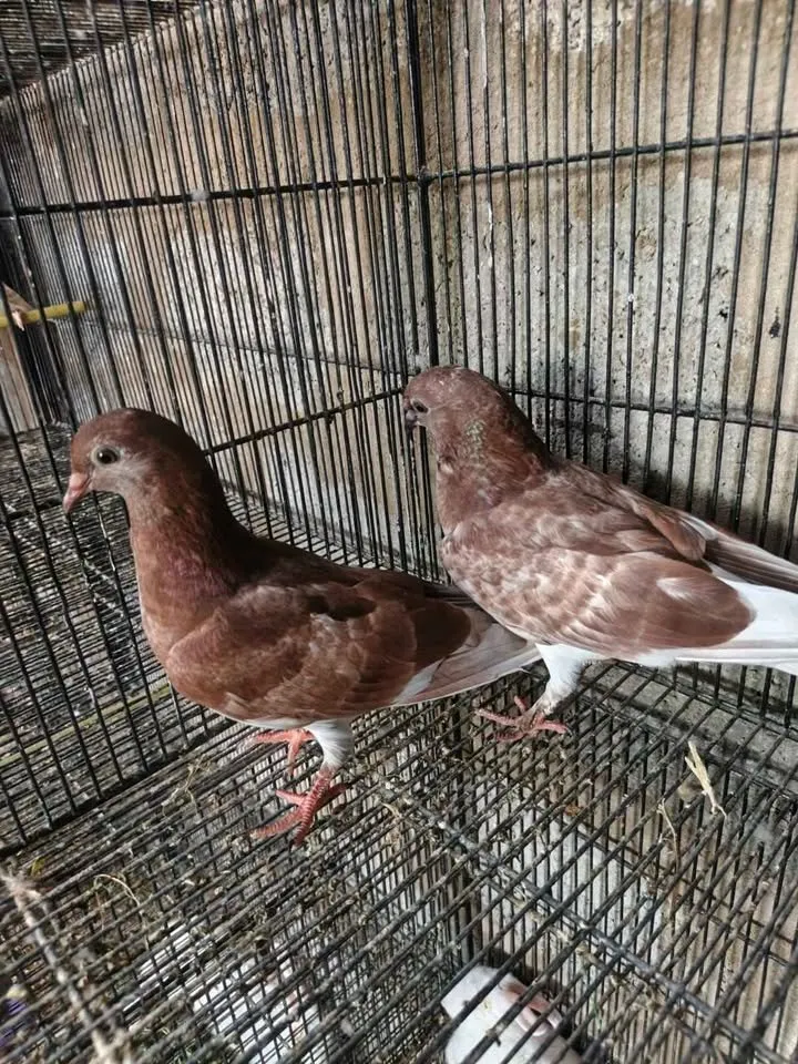 Pigeon For Sale in Gulistan-e-Jauhar | Karachi Ads - photo 4