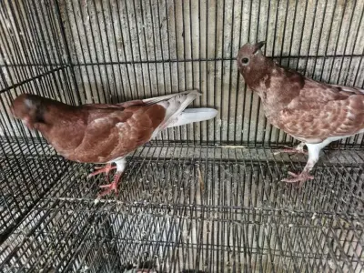 Pigeon For Sale in Gulistan-e-Jauhar | Karachi Ads - photo 5