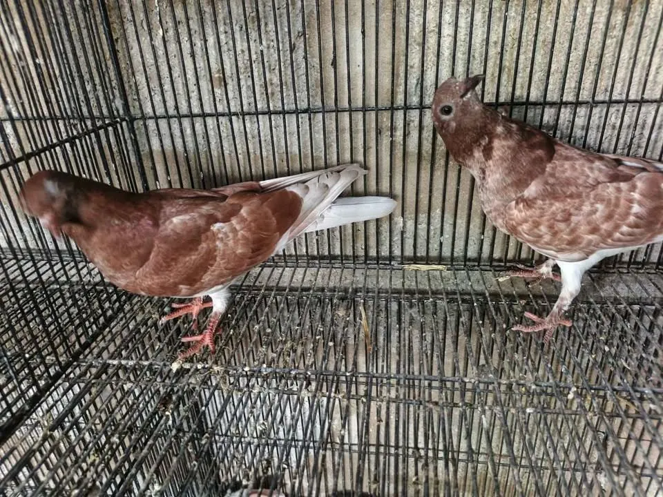 Pigeon For Sale in Gulistan-e-Jauhar | Karachi Ads - photo 5