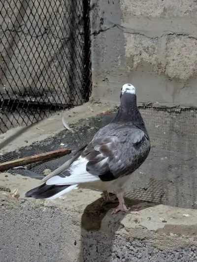 Pigeon PKR1,000 For Sale in Gulistan-e-Jauhar | Karachi Ads