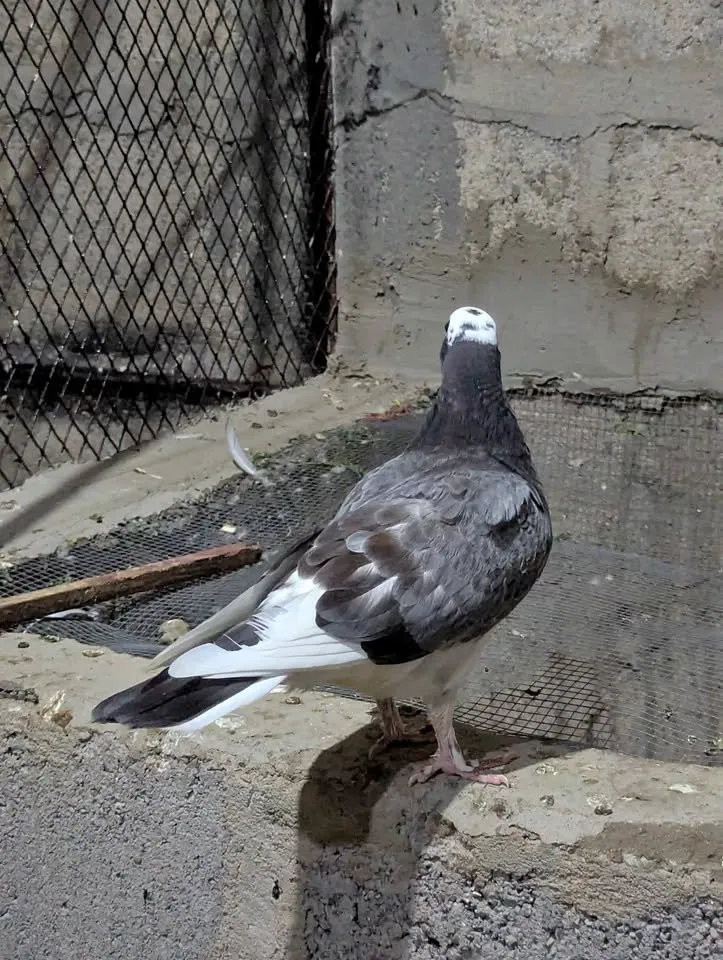 Pigeon PKR1,000 For Sale in Gulistan-e-Jauhar | Karachi Ads - photo 1