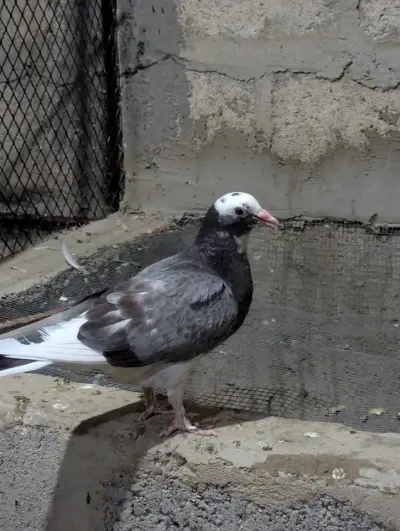 Pigeon PKR1,000 For Sale in Gulistan-e-Jauhar | Karachi Ads - photo 2