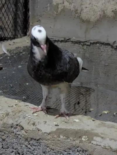 Pigeon PKR1,000 For Sale in Gulistan-e-Jauhar | Karachi Ads - photo 3