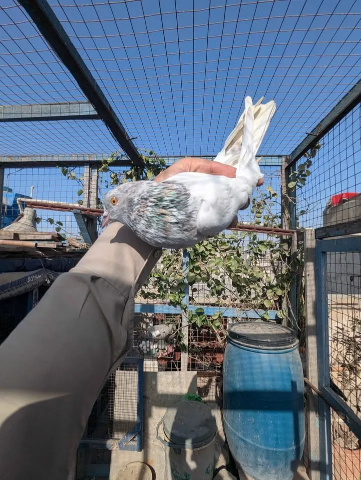 Pigeon PKR 6000 For Sale in Gulistan-e-Jauhar | Karachi Ads - photo 1
