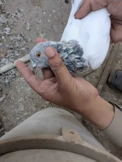 Pigeon PKR 6000 For Sale in Gulistan-e-Jauhar | Karachi Ads - photo 2