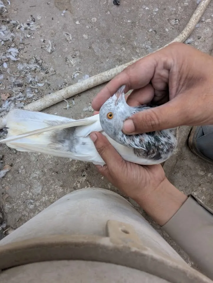Pigeon PKR 6000 For Sale in Gulistan-e-Jauhar | Karachi Ads - photo 3
