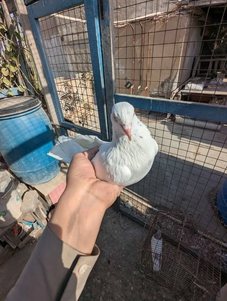 Pigeon PKR 6000 For Sale in Gulistan-e-Jauhar | Karachi Ads - photo 4
