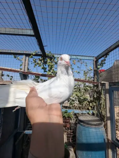 Pigeon PKR 6000 For Sale in Gulistan-e-Jauhar | Karachi Ads - photo 5