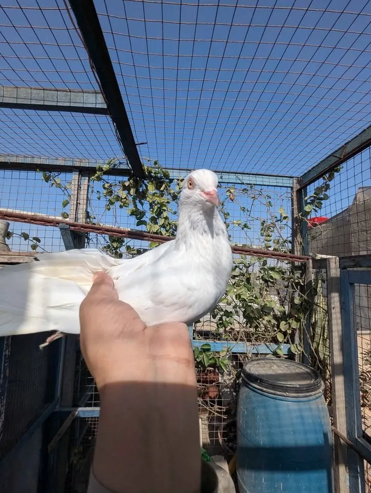 Pigeon PKR 6000 For Sale in Gulistan-e-Jauhar | Karachi Ads - photo 5