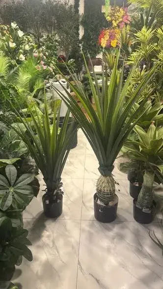 pineapple plants available & snake plants available