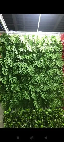pineapple plants available & snake plants available - photo 2