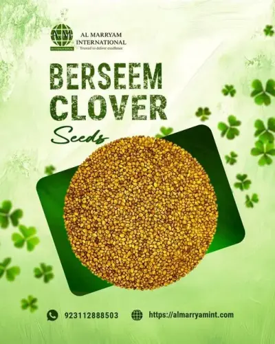 🌿 Premium Berseem / Clover Seeds for Export 🌿