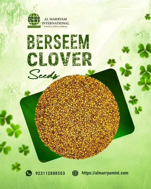 πΏ Premium Berseem / Clover Seeds for Export πΏ - photo 1