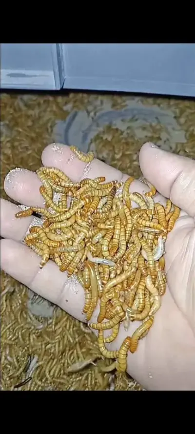 Premium Quality Dried Mealworms High Protein Pet Food For Sale in Gulistan-e-Jauhar | Karachi Ads