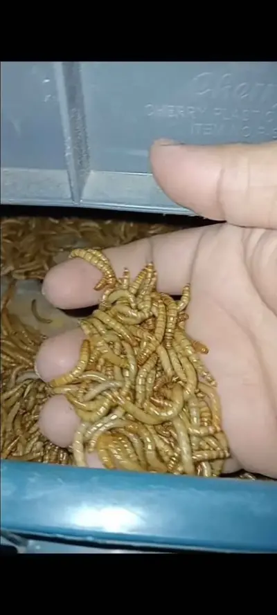 Premium Quality Dried Mealworms High Protein Pet Food For Sale in Gulistan-e-Jauhar | Karachi Ads - photo 2