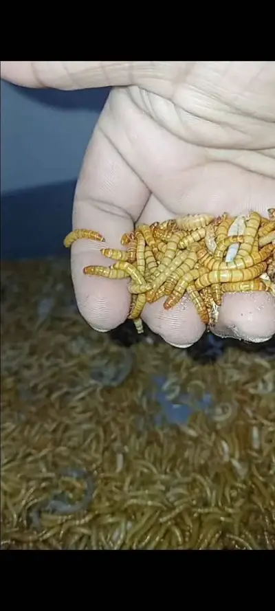 Premium Quality Dried Mealworms High Protein Pet Food For Sale in Gulistan-e-Jauhar | Karachi Ads - photo 3