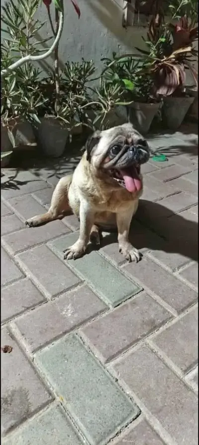 Pug Female For Sale in Gulistan-e-Jauhar | Karachi Ads