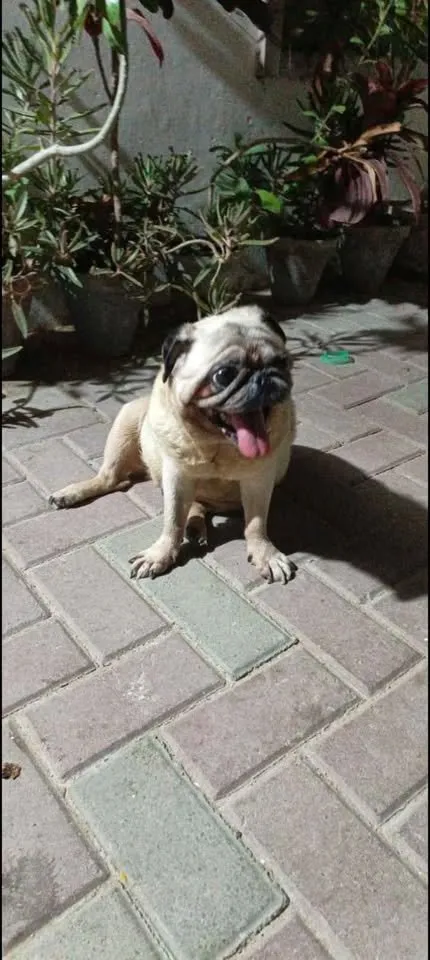 Pug Female For Sale in Gulistan-e-Jauhar | Karachi Ads - photo 2