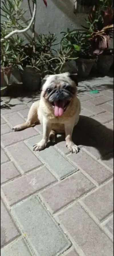 Pug Female For Sale in Gulistan-e-Jauhar | Karachi Ads - photo 3