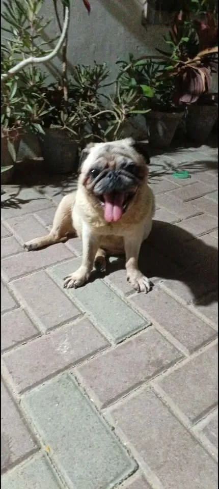 Pug Female For Sale in Gulistan-e-Jauhar | Karachi Ads - photo 3