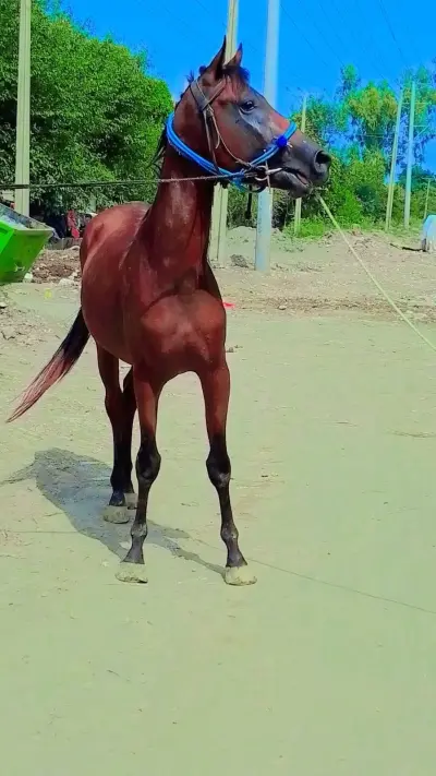 Pure Arabian Colt – 3 Years Old | Healthy & Active For Sale in Kharadar | Karachi Ads
