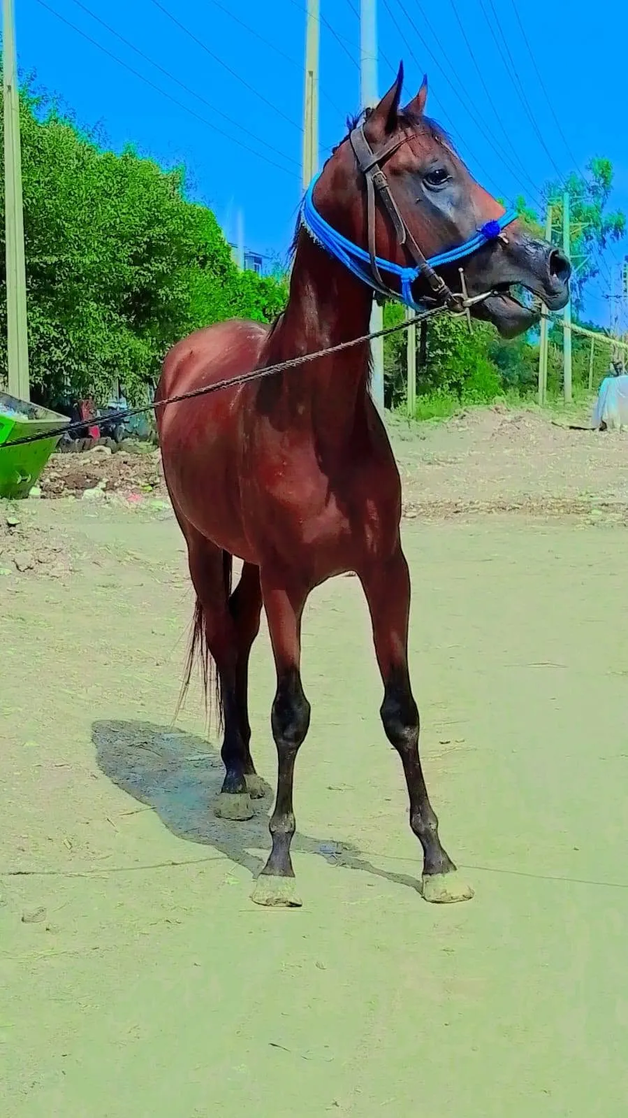 Pure Arabian Colt β 3 Years Old | Healthy & Active For Sale in Kharadar | Karachi Ads - photo 2