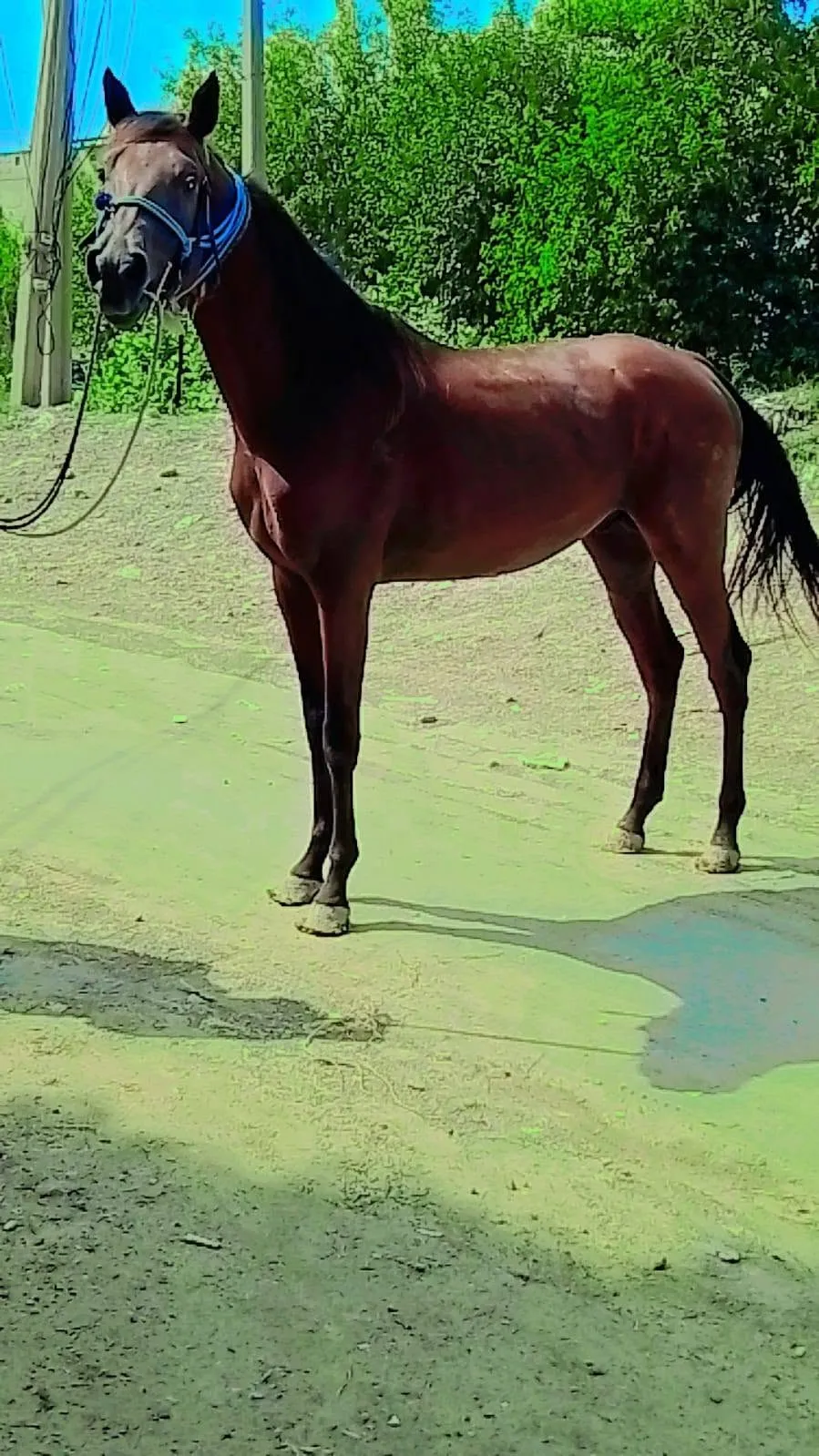 Pure Arabian Colt β 3 Years Old | Healthy & Active For Sale in Kharadar | Karachi Ads - photo 3