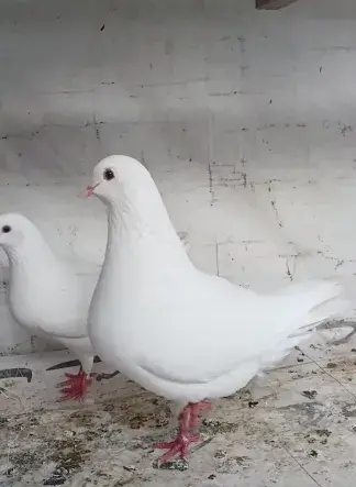 Pure White Modena Pigeon Breeder Pair For Sale in New Karachi | Karachi Ads