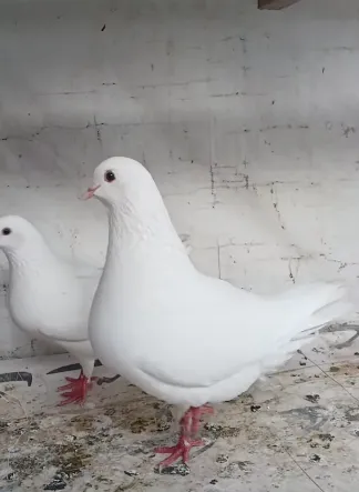 Pure White Modena Pigeon Breeder Pair For Sale in New Karachi | Karachi Ads - photo 1