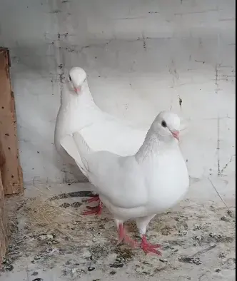 Pure White Modena Pigeon Breeder Pair For Sale in New Karachi | Karachi Ads - photo 2