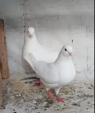 Pure White Modena Pigeon Breeder Pair For Sale in New Karachi | Karachi Ads - photo 2
