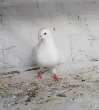 Pure White Modena Pigeon Breeder Pair For Sale in New Karachi | Karachi Ads - photo 3