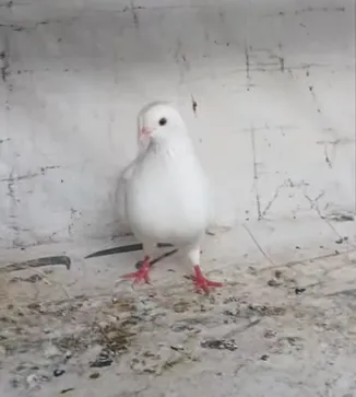 Pure White Modena Pigeon Breeder Pair For Sale in New Karachi | Karachi Ads - photo 3