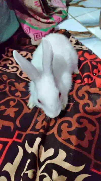 Rabbit baby new Zealand cross breed For Sale in Gulistan-e-Jauhar | Karachi Ads
