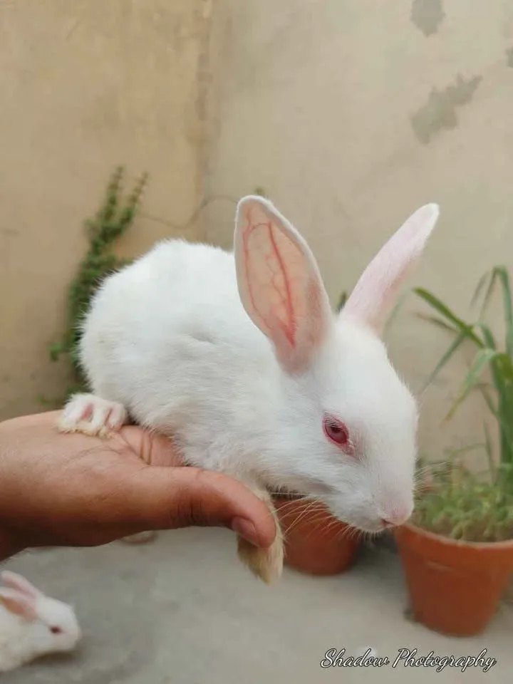 Rabbit baby new Zealand cross breed For Sale in Gulistan-e-Jauhar | Karachi Ads - photo 2