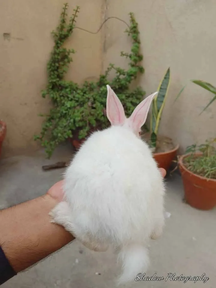 Rabbit baby new Zealand cross breed For Sale in Gulistan-e-Jauhar | Karachi Ads - photo 3