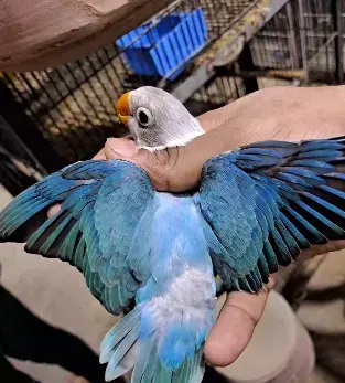 Rare Blue Lovebird 💙 | Premium Quality 🔥 For Sale in Gulberg Town | Karachi Ads