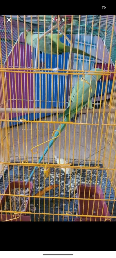 Ringneck Breeder pair