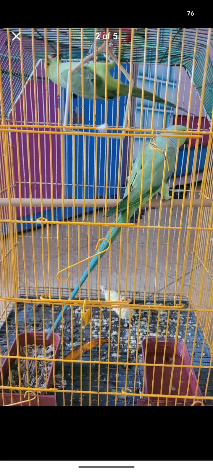 Ringneck Breeder pair - photo 1
