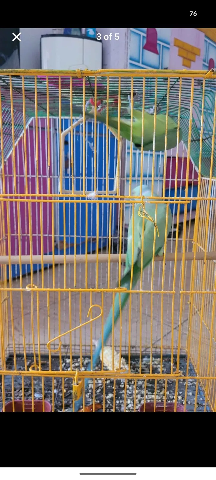 Ringneck Breeder pair - photo 2