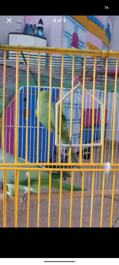 Ringneck Breeder pair - photo 3