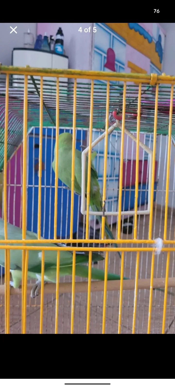 Ringneck Breeder pair - photo 3