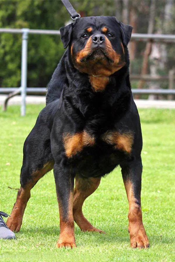 Rottweiler Dogs For Sale in Gulistan-e-Jauhar | Karachi Ads - photo 1