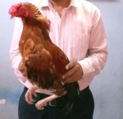 Sindhi asel morga