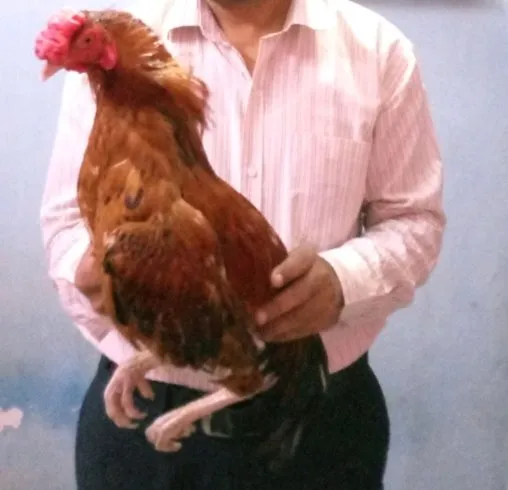 Sindhi asel morga - photo 1