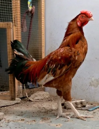 Sindhi asel morga - photo 2